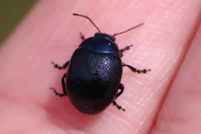 <i>Chrysolina haemoptera</i>