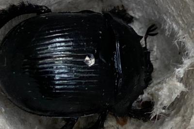 <i>Typhaeus typhoeus</i>
