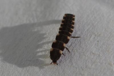 <i>Lampyris</i>