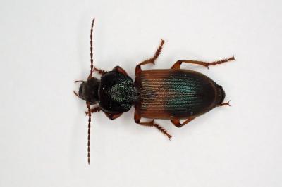 <i>Gynandromorphus etruscus</i>