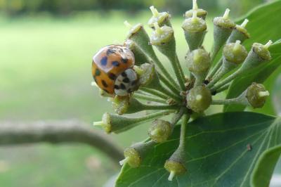 <i>Harmonia axyridis</i>