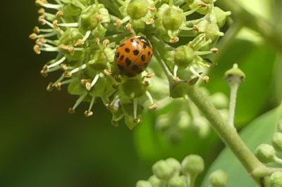 <i>Harmonia axyridis</i>
