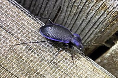 <i>Carabus monilis</i>
