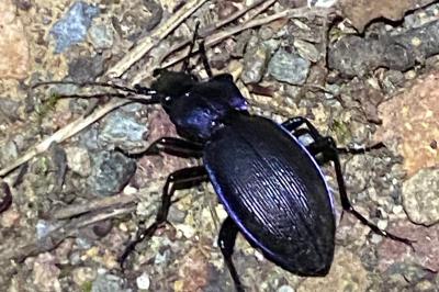 <i>Carabus monilis</i>