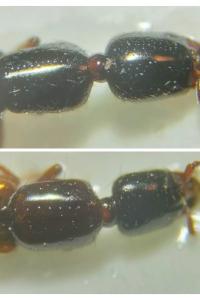 <i>Xantholinus linearis</i>