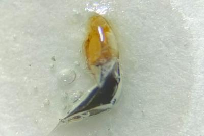 <i>Oulema melanopus</i>