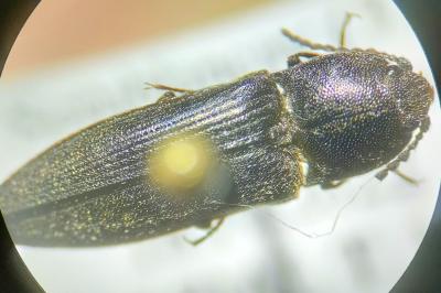 <i>Cidnopus pilosus</i>