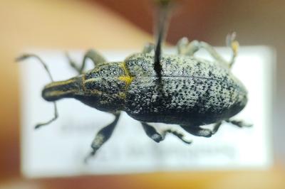 <i>Cleonis pigra</i>