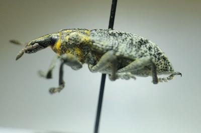 <i>Cleonis pigra</i>