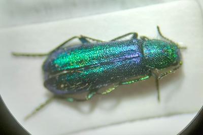 <i>Psilothrix viridicoerulea</i>