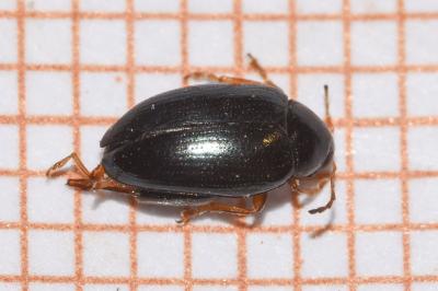 <i>Psylliodes chrysocephala</i>