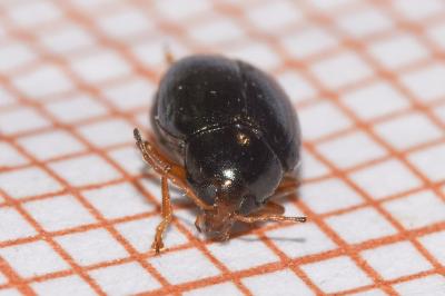 <i>Psylliodes chrysocephala</i>