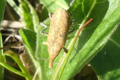 <i>Lixus</i>
