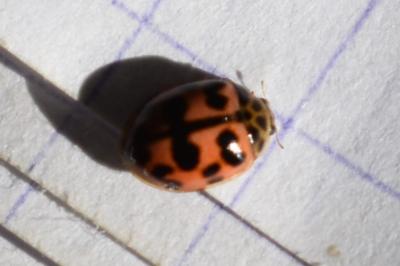 <i>Oenopia conglobata</i>