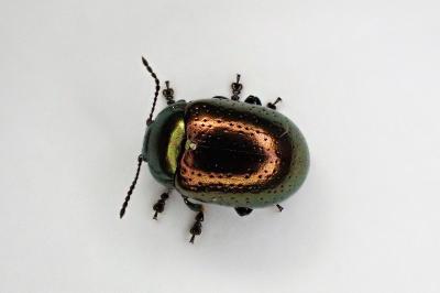 <i>Chrysolina hyperici</i>