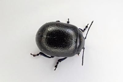 <i>Chrysolina fuliginosa</i>