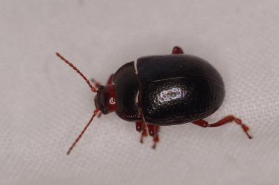 <i>Chrysolina bankii</i>