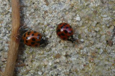 <i>Harmonia axyridis</i>
