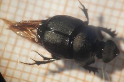 <i>Copris lunaris</i>