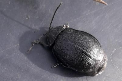 <i>Galeruca tanaceti</i>