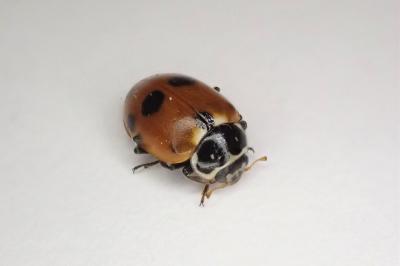 <i>Hippodamia variegata</i>