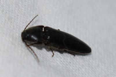 <i>Melanotus</i>