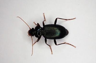 <i>Leistus spinibarbis</i>