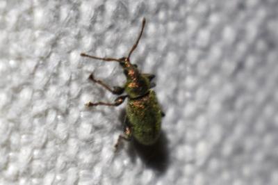 <i>Phyllobius betulinus</i>