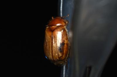 <i>Rhizotrogus marginipes</i>