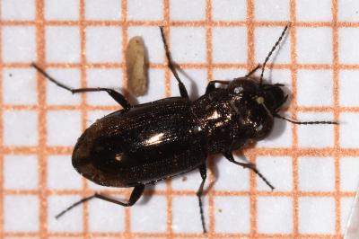 <i>Notiophilus quadripunctatus</i>