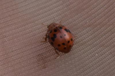 <i>Subcoccinella vigintiquatuorpunctata</i>
