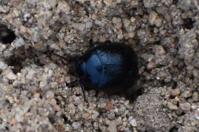 <i>Chrysolina haemoptera</i>