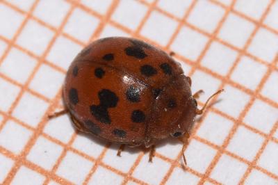 <i>Subcoccinella vigintiquatuorpunctata</i>