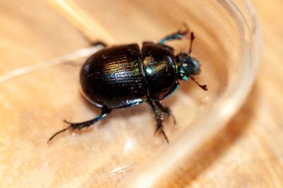 <i>Anoplotrupes stercorosus</i>
