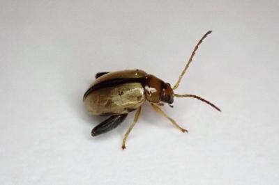 <i>Longitarsus</i>