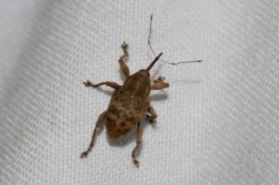 <i>Curculio venosus</i>