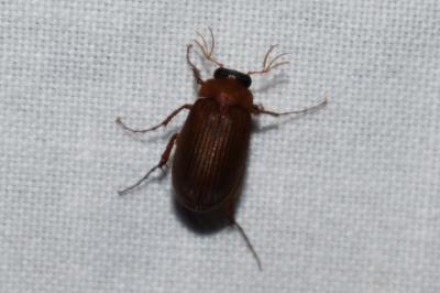 <i>Serica brunnea</i>