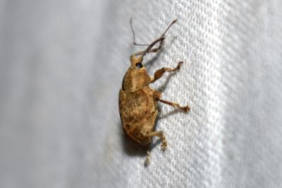 <i>Curculio venosus</i>