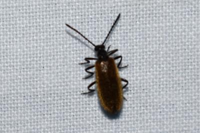 <i>Lagria hirta</i>