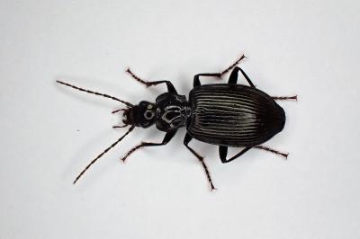<i>Platynus assimilis</i>
