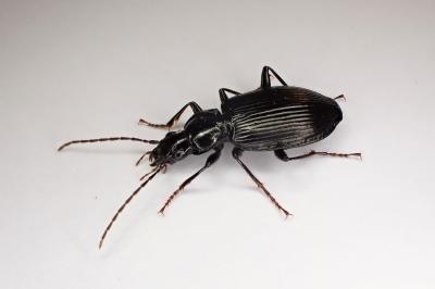 <i>Platynus assimilis</i>