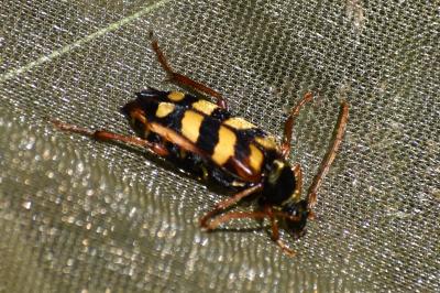 <i>Leptura aurulenta</i>