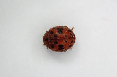 <i>Subcoccinella vigintiquatuorpunctata</i>