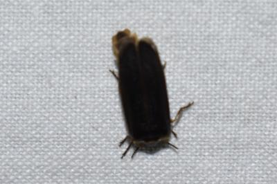 <i>Lampyris noctiluca</i>