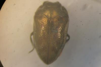 <i>Trachys troglodytes</i>
