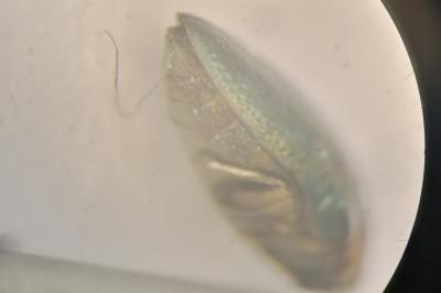 <i>Trachys troglodytes</i>