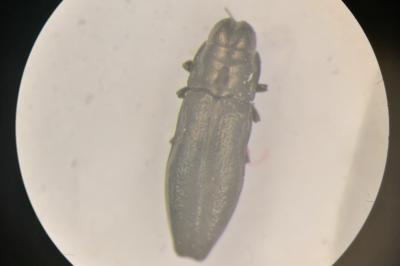 <i>Aphanisticus pusillus</i>