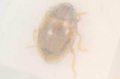 <i>Rhyzobius litura</i>