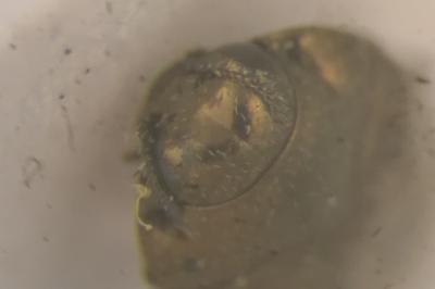 <i>Habroloma triangulare</i>