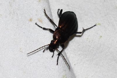 <i>Carabus cancellatus</i>